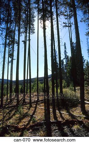 Stock Image - Trees in Manning Provincial Park Canada. Fotosearch