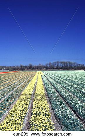 Stock Photography - Daffodils and Hyacinths in Bulbfield Netherlands. Fotosearch