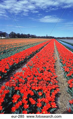 Stock Photography - Field of Red Tulips and Irrigation Channel NL. Fotosearch