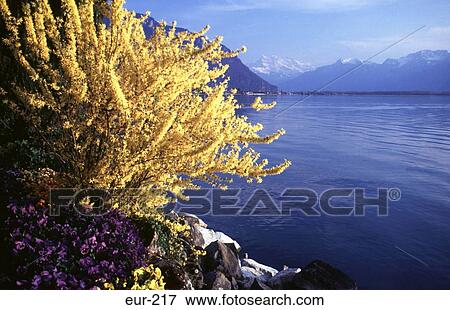 Forsythia Lake Geneva Montreaux Switzerland View Large Photo Image Stock Photo - Forsythia Lake Geneva Montreaux Switzerland. Fotosearch