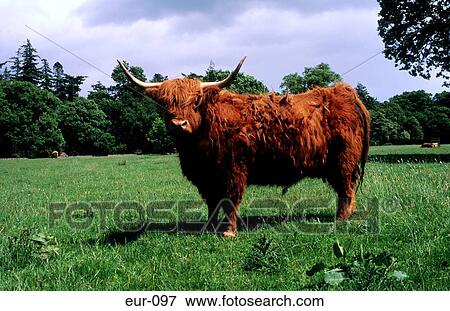 Horns Highland Cattle Bull Field Scotland Britain View Large Photo Image Stock Photo - Horns Highland Cattle Bull Field Scotland Britain. Fotosearch