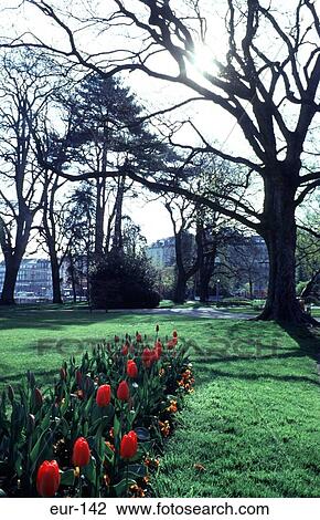 Jardin Anglais Gardens Geneva View Large Photo Image Stock Image - Jardin Anglais Gardens Geneva. Fotosearch