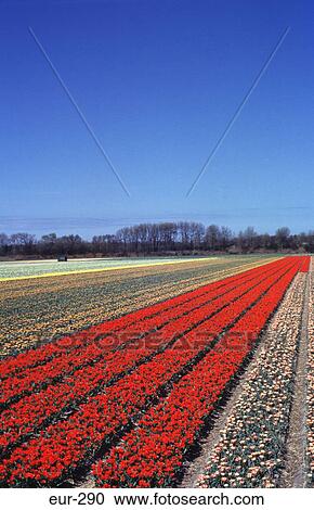 Stock Image - Mixed Row of Tulips in Bulbfields Netherlands. Fotosearch