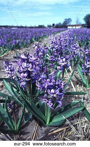 Picture - Purple Hyacinths Netherlands. Fotosearch