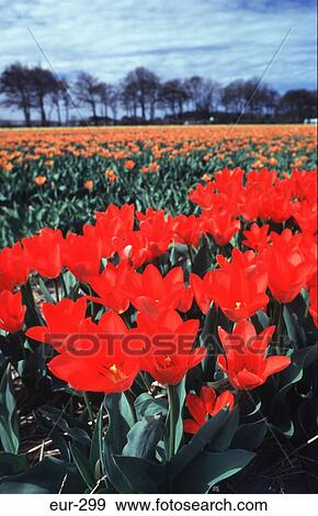 Stock Photo - Red and Orange Tulips Netherlands. Fotosearch