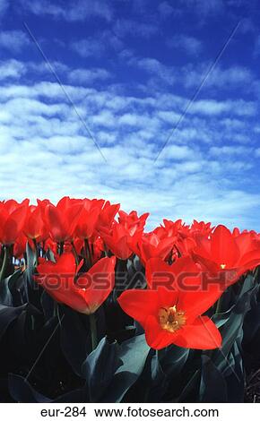 Red Tulips Sky View Large Photo Image Picture - Red Tulips Sky. Fotosearch