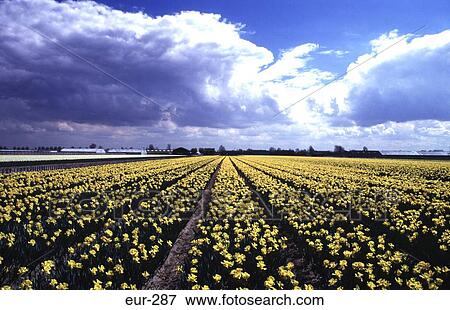 Rows of Daffodils and Cloudy Sky Netherlands View Large Photo Image Stock Photo - Rows of Daffodils and Cloudy Sky Netherlands. Fotosearch