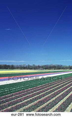 Rows of Flowers in Bulbfield Netherlands View Large Photo Image Stock Image - Rows of Flowers in Bulbfield Netherlands. Fotosearch