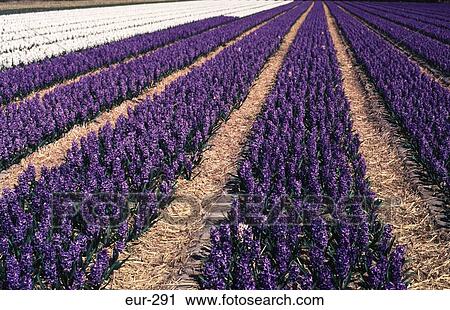 Stock Image - Rows of Purple and White Hyacinths Netherlands. Fotosearch