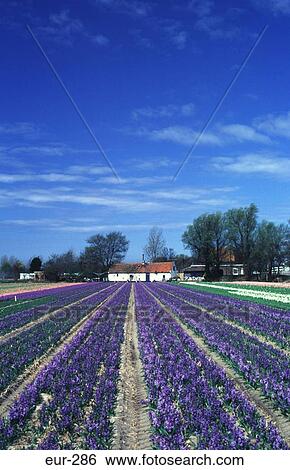 Rows of Purple Hyacinths and Farmhouse NL View Large Photo Image Stock Photograph - Rows of Purple Hyacinths and Farmhouse NL. Fotosearch