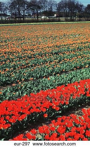 Stock Photo - Rows of Red and Yellow Tulips Netherlands. Fotosearch