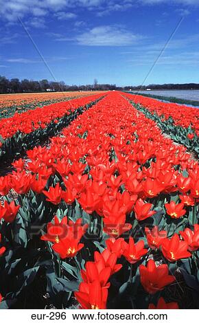 Stock Photograph - Rows of Red Tulips and Sky Netherlands. Fotosearch