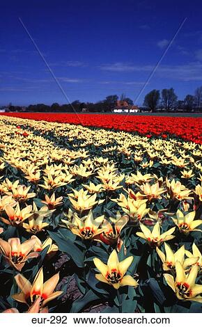 Rows of Yellow and Red Tulips Netherlands View Large Photo Image Stock Image - Rows of Yellow and Red Tulips Netherlands. Fotosearch