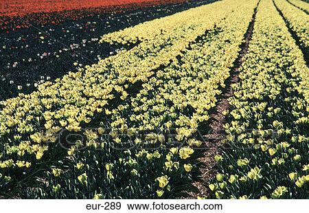 Rows of Yellow Tulips Netherlands View Large Photo Image Stock Photo - Rows of Yellow Tulips Netherlands. Fotosearch