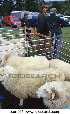 Sheep Rams Sheep Pen Market Farmers Wales View Large Photo Image Stock Photography - Sheep Rams Sheep Pen Market Farmers Wales. Fotosearch