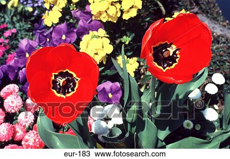 Spring Flowers Lausanne Switzerland View Large Photo Image Stock Image - Spring Flowers Lausanne Switzerland. Fotosearch
