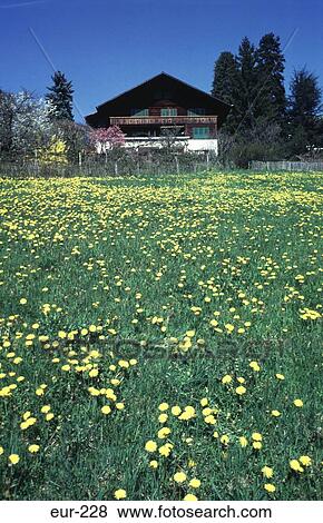 Stock Photo - Traditional House and Garden in Spring Spiez. Fotosearch