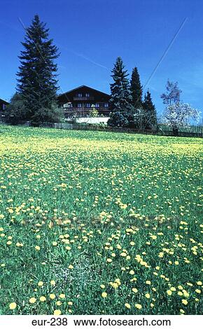 Stock Photo - Traditional House and Garden Spiez Switzerland. Fotosearch