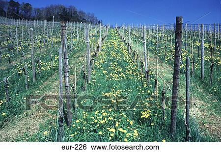 Stock Photograph - Vineyard in Spring Spiez Switzerland. Fotosearch