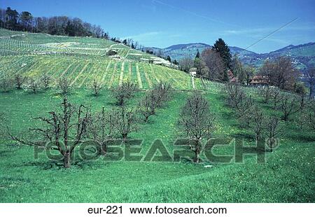 Stock Image - Vineyard Spiez Switzerland. Fotosearch