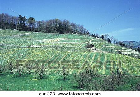 Vineyard Spiez Switzerland View Large Photo Image Stock Image - Vineyard Spiez Switzerland. Fotosearch