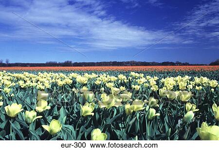 Stock Image - Yellow Tulips and Sky Netherlands. Fotosearch