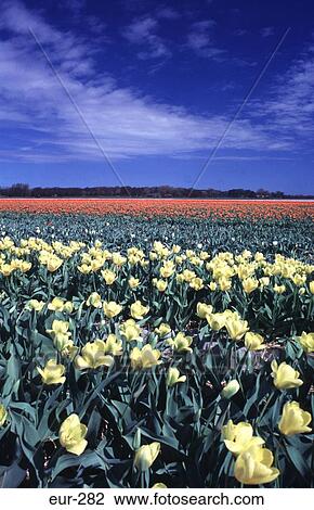 Yellow Tulips in Bulbfield Netherlands View Large Photo Image Stock Image - Yellow Tulips in Bulbfield Netherlands. Fotosearch