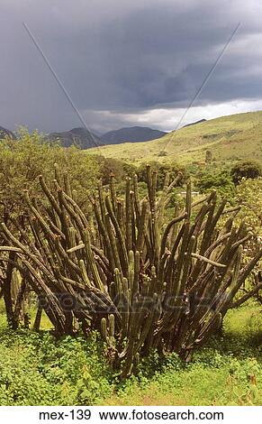 Stock Photo - Cactus in Rural Landscape Mexico. Fotosearch