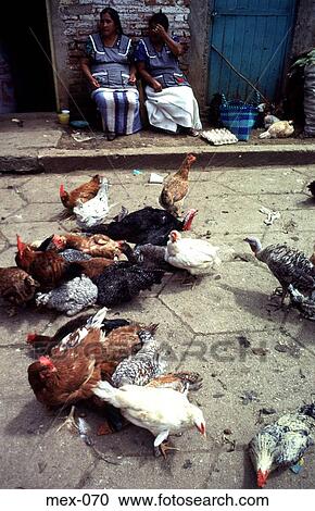 Stock Image - Chickens in a Yard Yucatan Mexico. Fotosearch