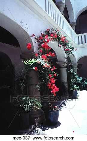 Flowers and Plants in Courtyard Oaxaca Mexico View Large Photo Image Stock Photo - Flowers and Plants in Courtyard Oaxaca Mexico. Fotosearch