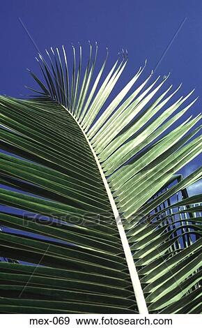 Graphic View of Palm Leaf Mexico View Large Photo Image Stock Photo - Graphic View of Palm Leaf Mexico. Fotosearch
