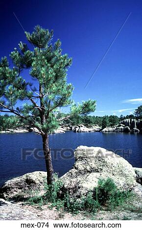 Pine Tree by Lake Arareco Creel Sierra Madre Mexico View Large Photo Image Picture - Pine Tree by Lake Arareco Creel Sierra Madre Mexico. Fotosearch
