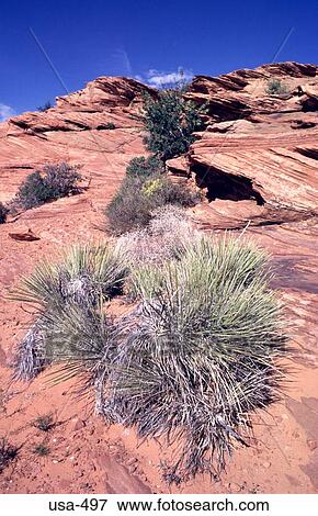 砂漠 植物 ﾍﾟｰｼﾞ アリゾナ 写真館 イメージ館 Usa 497 Fotosearch