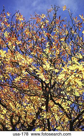 A Tree in the Fall New Hampshire USA View Large Photo Image Stock Photo - A Tree in the Fall New Hampshire USA. Fotosearch