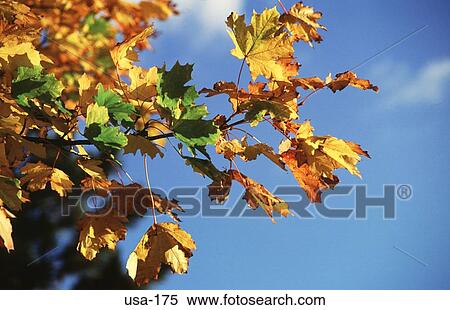 Autumn Leaves New Hampshire USA View Large Photo Image Stock Photography - Autumn Leaves New Hampshire USA. Fotosearch