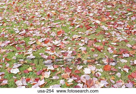 Autumn Leaves on Grass View Large Photo Image Picture - Autumn Leaves on Grass. Fotosearch