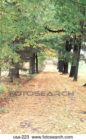 Avenue of Trees New Hampshire View Large Photo Image Stock Image - Avenue of Trees New Hampshire. Fotosearch
