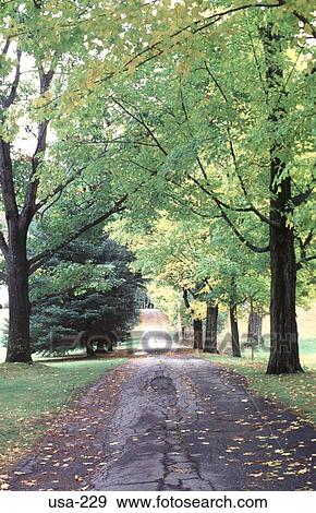 Stock Photo - Avenue of Trees New Hampshire. Fotosearch