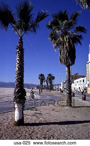 Beach Palms Venice Los Angeles View Large Photo Image Stock Photography - Beach Palms Venice Los Angeles. Fotosearch