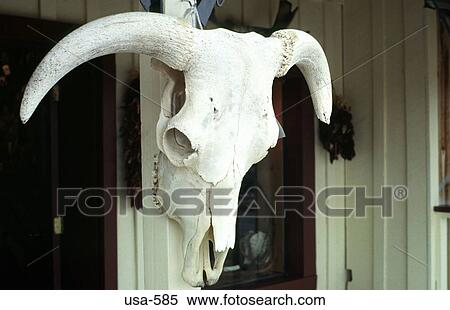 Cattle Skull Outside Colorado Shop View Large Photo Image Stock Photography - Cattle Skull Outside Colorado Shop. Fotosearch