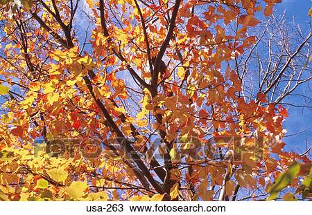 Close Up of Dying Leaves on Tree New Hampshire USA View Large Photo Image Stock Image - Close Up of Dying Leaves on Tree New Hampshire USA. Fotosearch