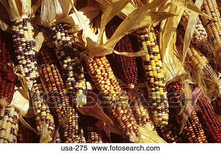 Stock Photography - Coloured Maize Display USA. Fotosearch