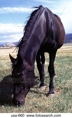 Dark Horse Grazing Colorado View Large Photo Image Stock Image - Dark Horse Grazing Colorado. Fotosearch