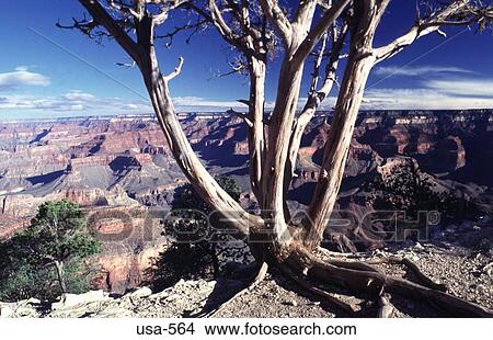 Dead Tree Above the Grand Canyon Arizona View Large Photo Image Picture - Dead Tree Above the Grand Canyon Arizona. Fotosearch