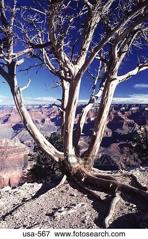 Dead Tree Above the Grand Canyon Arizona View Large Photo Image Stock Photo - Dead Tree Above the Grand Canyon Arizona. Fotosearch