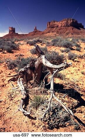 Dead Tree in Arizona Desert View Large Photo Image Stock Photo - Dead Tree in Arizona Desert. Fotosearch