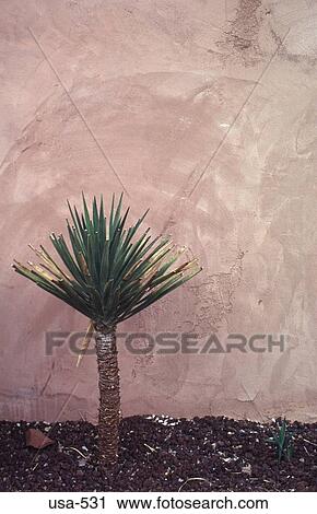 Desert Plant by Wall of Building Sadona Arizona View Large Photo Image Stock Image - Desert Plant by Wall of Building Sadona Arizona. Fotosearch