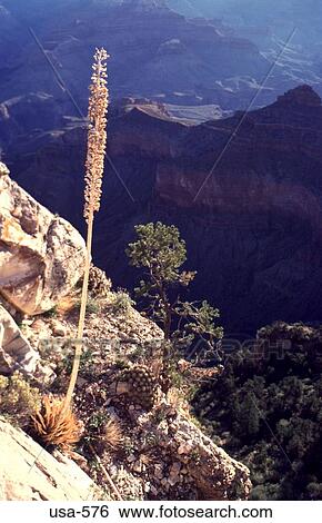 Desert Plant on Cliffs Grand Canyon Arizona View Large Photo Image Stock Photograph - Desert Plant on Cliffs Grand Canyon Arizona. Fotosearch