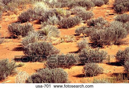 Stock Image - Desert Plants Arizona. Fotosearch