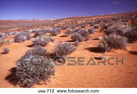 Desert Plants Arizona View Large Photo Image Stock Image - Desert Plants Arizona. Fotosearch